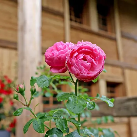 Living Timeless- Haldenhof Loft, Luxus Schwarzwald-retreat Mit Sauna *